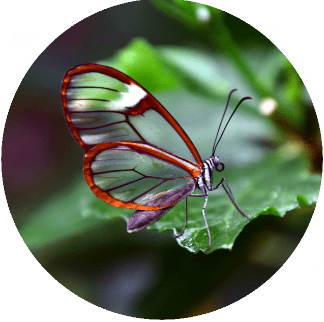 Papillon Papillon