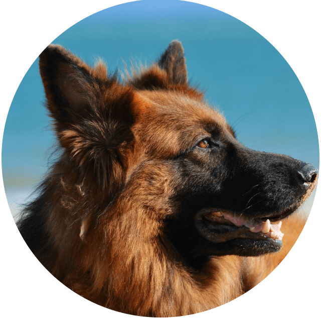 Soin Vibral pour Chien Soin Vibral pour Chien