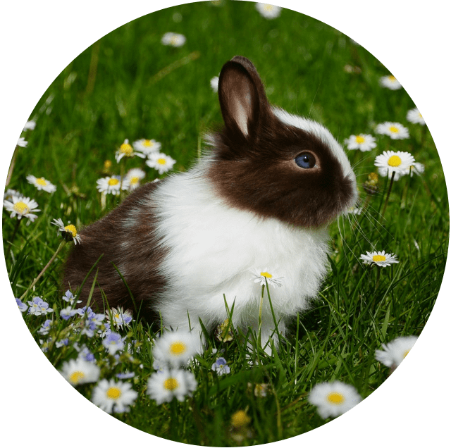Soin Vibral pour Lapin Soin Vibral pour Lapin
