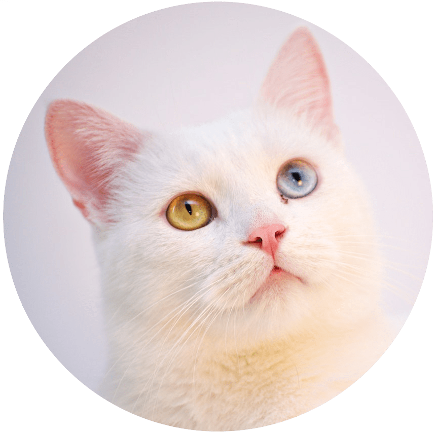 Chat Chat