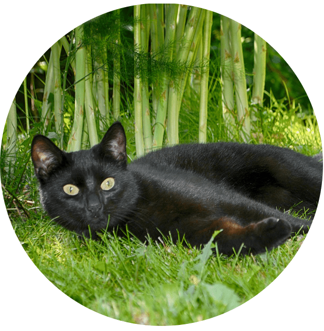 Soin Vibral pour Chats et autres animaux Soin Vibral pour Chats et autres animaux