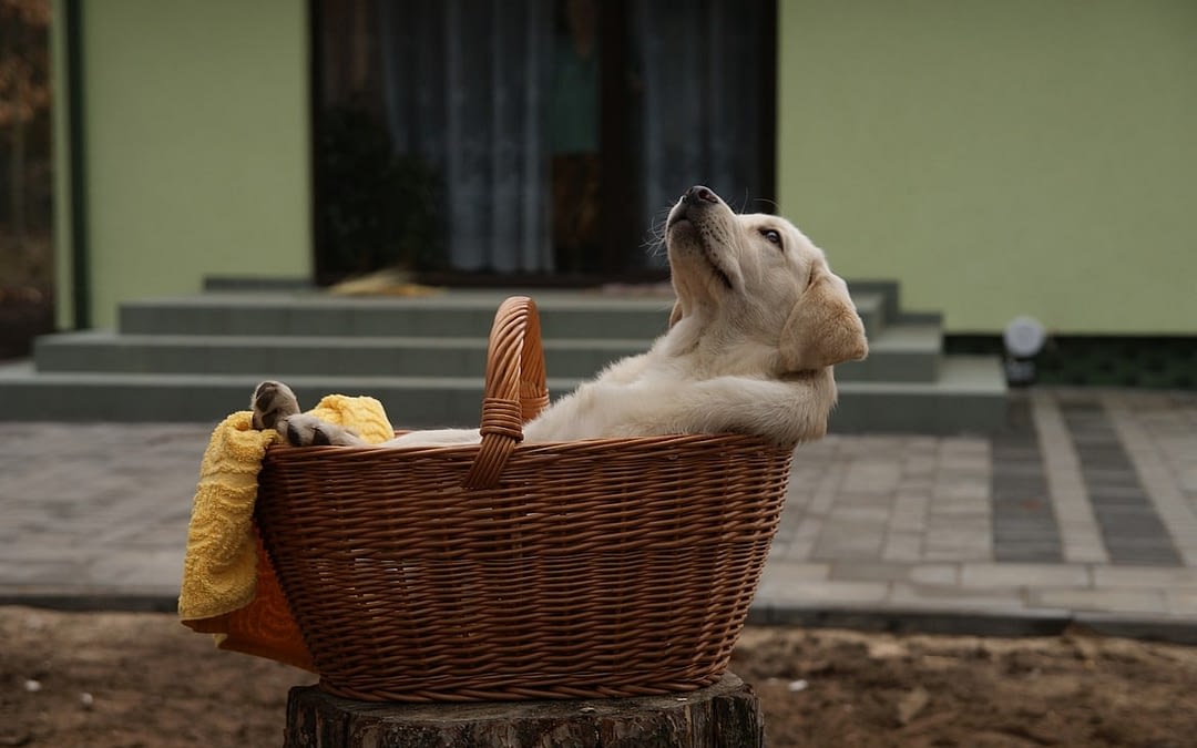 Je Rencontre Nala